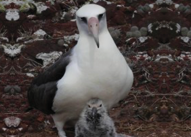 Laysan Albatross