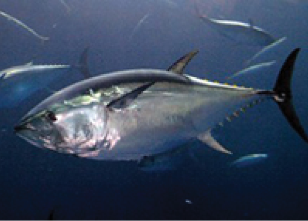 Bluefin Tuna