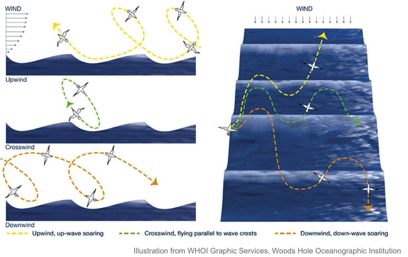 Dynamic Soaring