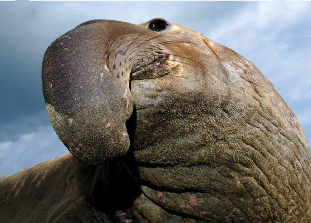 elephant seal