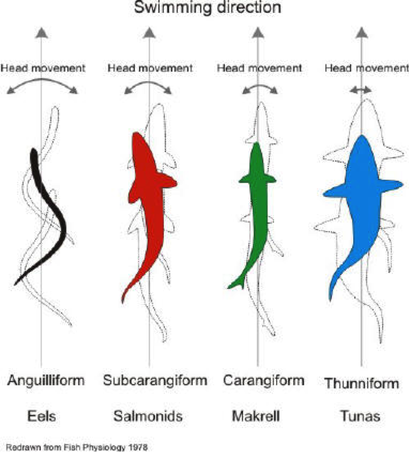 Thunniform