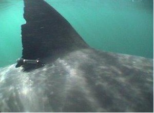 Shark Tag