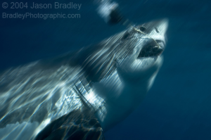 Shark Feeding