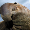 Elephant Seal