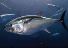 Bluefin Tuna