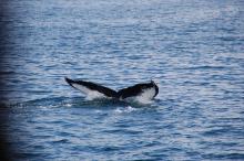 whale