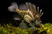 Lion fish
