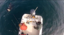Tagging Sharks Video
