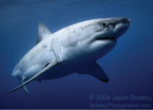 White Shark