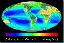 chlorophyll