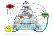 trophic level