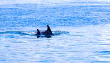 whales
